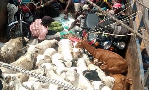 PHOTOS: Humans hide behind rams inside lorries attempting to sneak into Kaduna