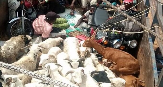 PHOTOS: Humans hide behind rams inside lorries attempting to sneak into Kaduna