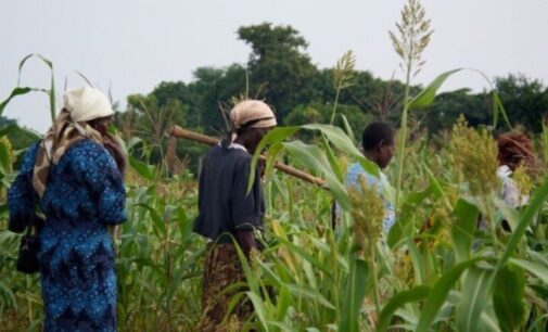 Food security: FG partners UN to establish digital platform for women farmers