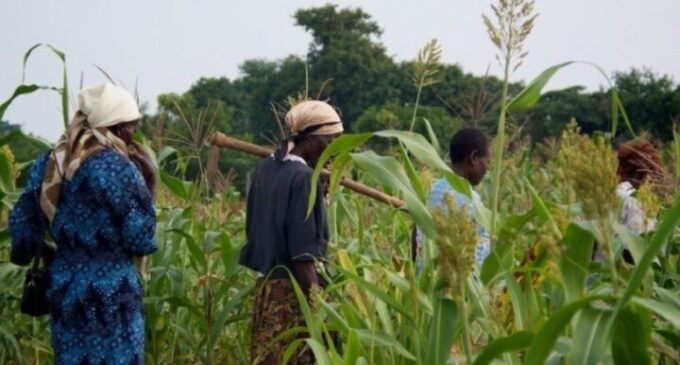 IFAD to support small-scale farmers in northern Nigeria with $900,000