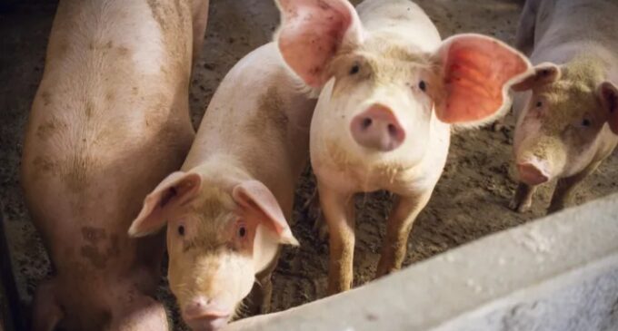 ‘Nearly one million pigs dead’ as swine fever outbreak hits Nigeria