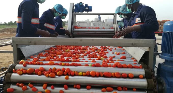 GBfoods completes N20bn tomato processing factory in Kebbi