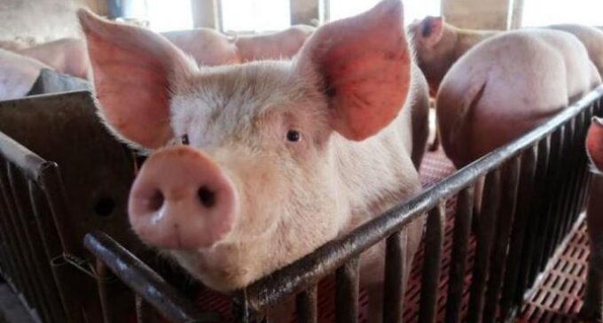 UK detects first human case of H1N2 swine flu strain