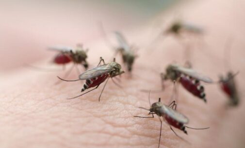 First genetically modified mosquitoes released in US — to tackle yellow fever, Zika virus