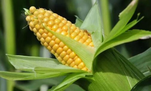 Nigeria is a fan of imported maize despite being Africa’s largest producer