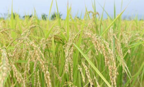 After losing Nigeria’s rice market, Thai exporters cut 2020 export forecast by 5m tonnes