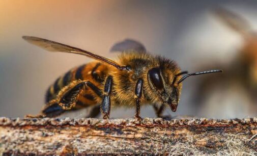 Honeybee venom can kill aggressive breast cancer cells, says study