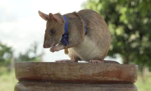 EXTRA: Rat wins bravery medal for sniffing out landmines