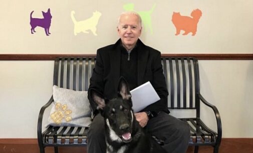 Biden’s dog set to become first canine from animal shelter to live in White House