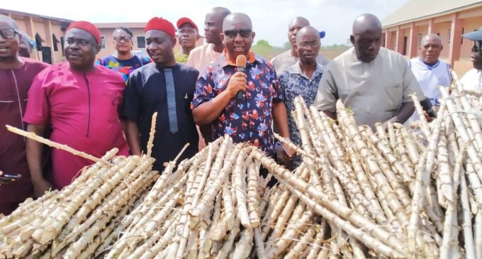 EXTRA: Anambra lawmaker distributes cassava stems to constituents
