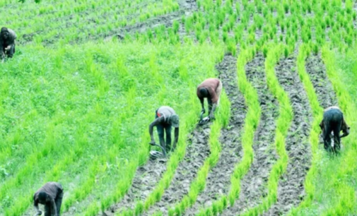 ‘Farmers smiling to the bank’ — Ortom asks Buhari not to reverse ban on rice importation