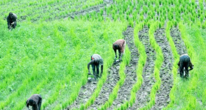‘Farmers smiling to the bank’ — Ortom asks Buhari not to reverse ban on rice importation