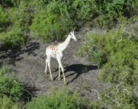 ‘World’s only white giraffe’ gets GPS tracker