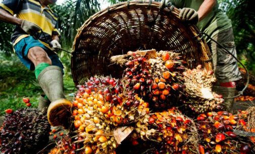 Okomu Oil Palm: Expect most impressive result for 2021