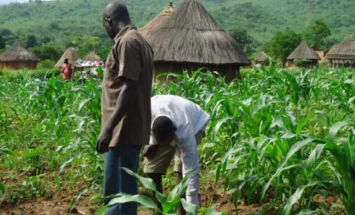 NiMet partners FAO to provide weather information for improved farming