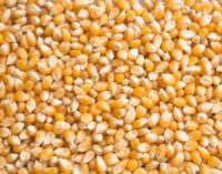 CBN to release 300,000mt of maize in February