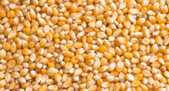 CBN to release 300,000mt of maize in February
