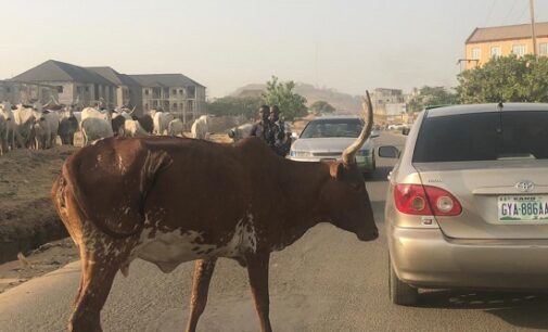 PHOTOS: Cows block road in Abuja, disrupt vehicular movement