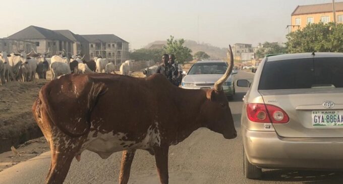 PHOTOS: Cows block road in Abuja, disrupt vehicular movement