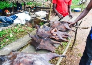 New survey shows widespread consumption of ‘bush meat’ in Nigeria