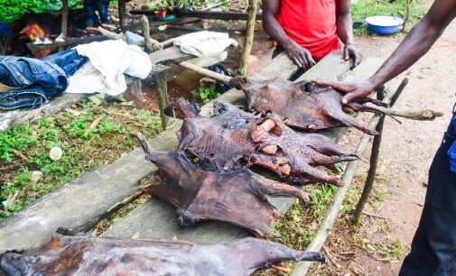 New survey shows widespread consumption of ‘bush meat’ in Nigeria