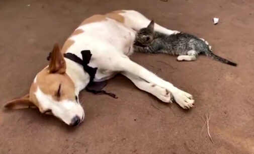 EXTRA: Kitten suckles nursing dog in viral video
