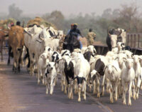 Northern coalition asks FG to evacuate all herders from south