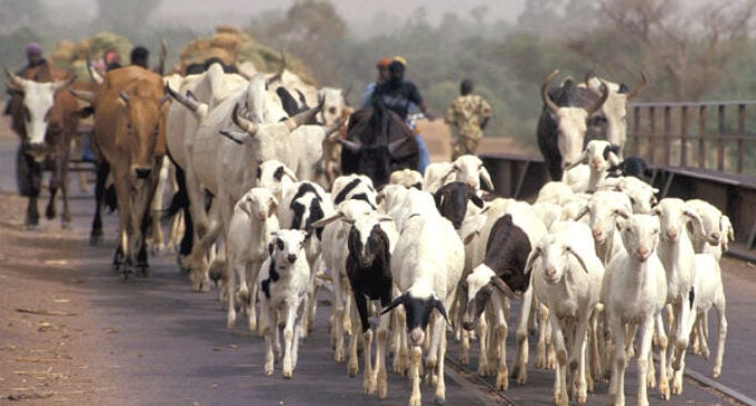 Falana to FG: ECOWAS protocol allows you to shut out foreign armed herders