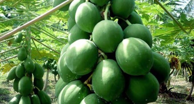 Nigeria’s quest for pawpaw zenith and Agro Empire interventions