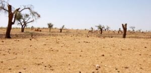 COP26: Rep Onuigbo raises hopes for climate change law in Nigeria