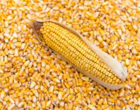 Olam, Premier Flour benefit as CBN releases 50,000mt of maize