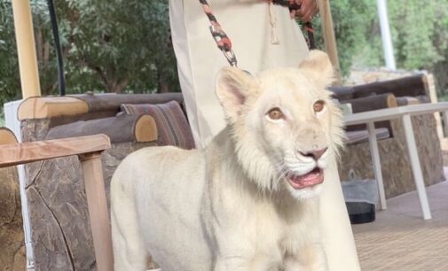PHOTOS: Ahmed Indimi flaunts lion as ‘new pet’