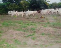 Ogun assembly passes bill to ban open grazing