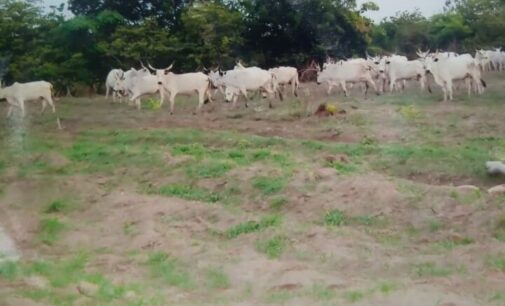 FG releases N6.25bn for establishment of cattle ranches in Katsina