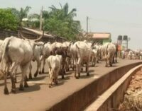EXTRA: Amotekun seizes 100 cows over ‘violation’ of open grazing law in Ondo