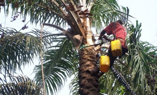 Police rescue abducted palmwine tapper in Oyo