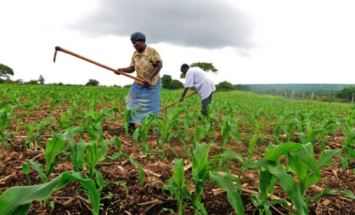 CBN: 3.8m farmers have benefitted from Anchor Borrowers’ Programme
