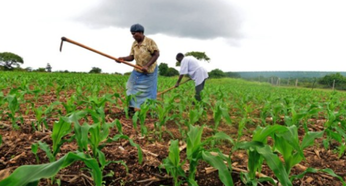 Agric businesses in south-east shut down over high cost of diesel, says NCCIMA