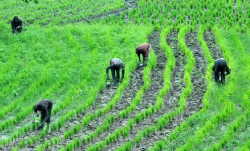 Farmers with disabilities in Osun ask for inclusion in agricultural programmes