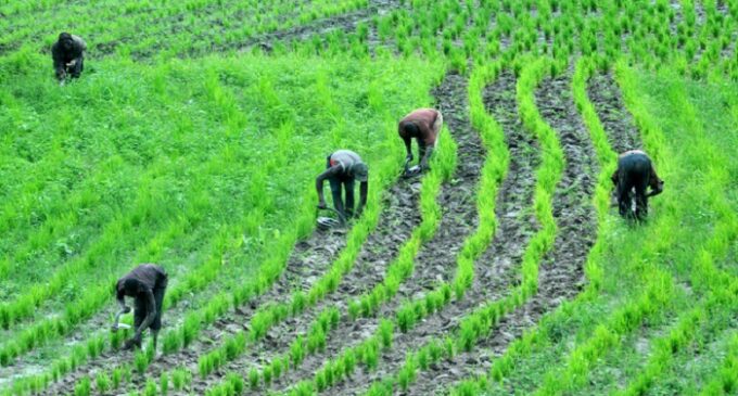 Climate change: Farmers asked to plant improved seeds over low rainfall