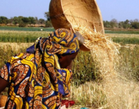 Food security: AfDB to deliver wheat seeds to 20 million farmers, says Adesina