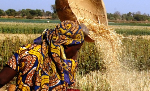 Food security: AfDB to deliver wheat seeds to 20 million farmers, says Adesina
