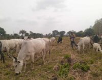 FG to review national livestock plan over ‘heightened misunderstanding’ between farmers, herders