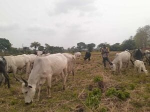 national livestock plan