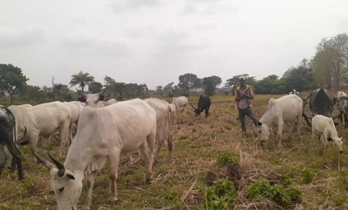NSCDC arrests two for ‘cattle rustling’ in Jigawa