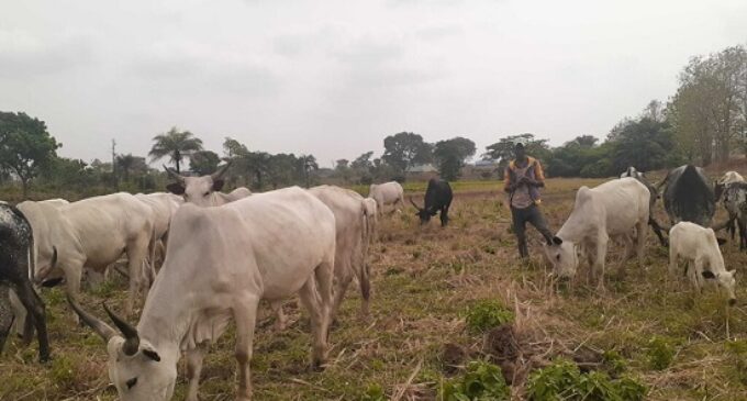 Work with north to implement open grazing ban, coalition tells southern governors