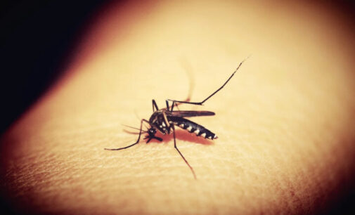 BREAKTHROUGH: Oxford vaccine shows 77% efficacy for malaria treatment