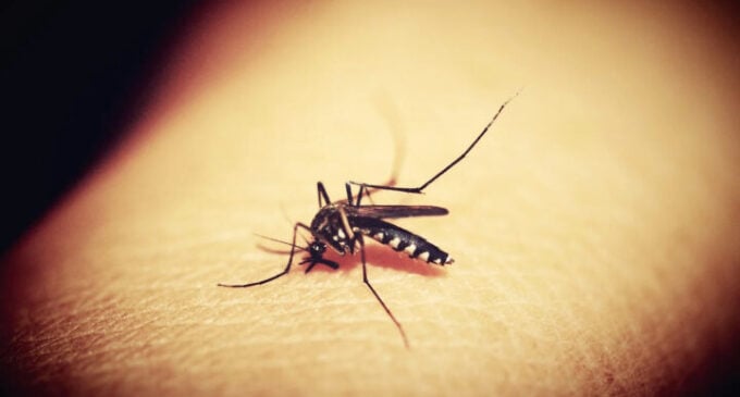 BREAKTHROUGH: Oxford vaccine shows 77% efficacy for malaria treatment