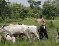 Presidency: Southern governors’ plan to enforce open grazing ban is of questionable legality