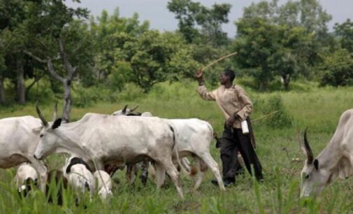 Army bans underage, night grazing in Plateau